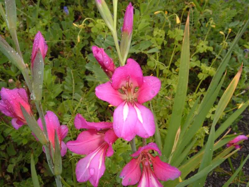 gladiolus